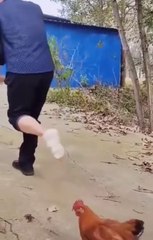 Hen makes fun of the farmer FUNNY