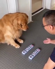 WOW Such a clever dog DOGS cleverdog dogsoftiktok