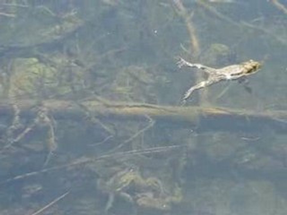 La mare aux grenouilles