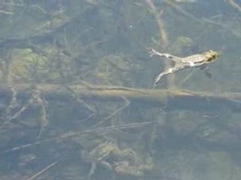La mare aux grenouilles