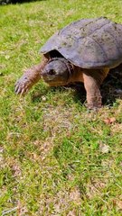 Turtle goes back to home