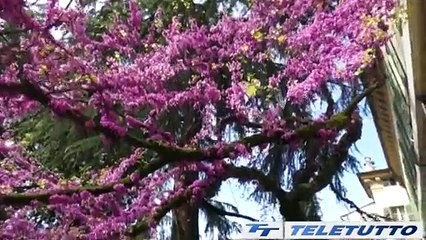 Video News - Manerbio, torna il "Giardino segreto"