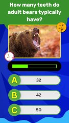 Bear Teeth Quiz: 4 Wild Facts About Bears You Didn't Know! 🐻