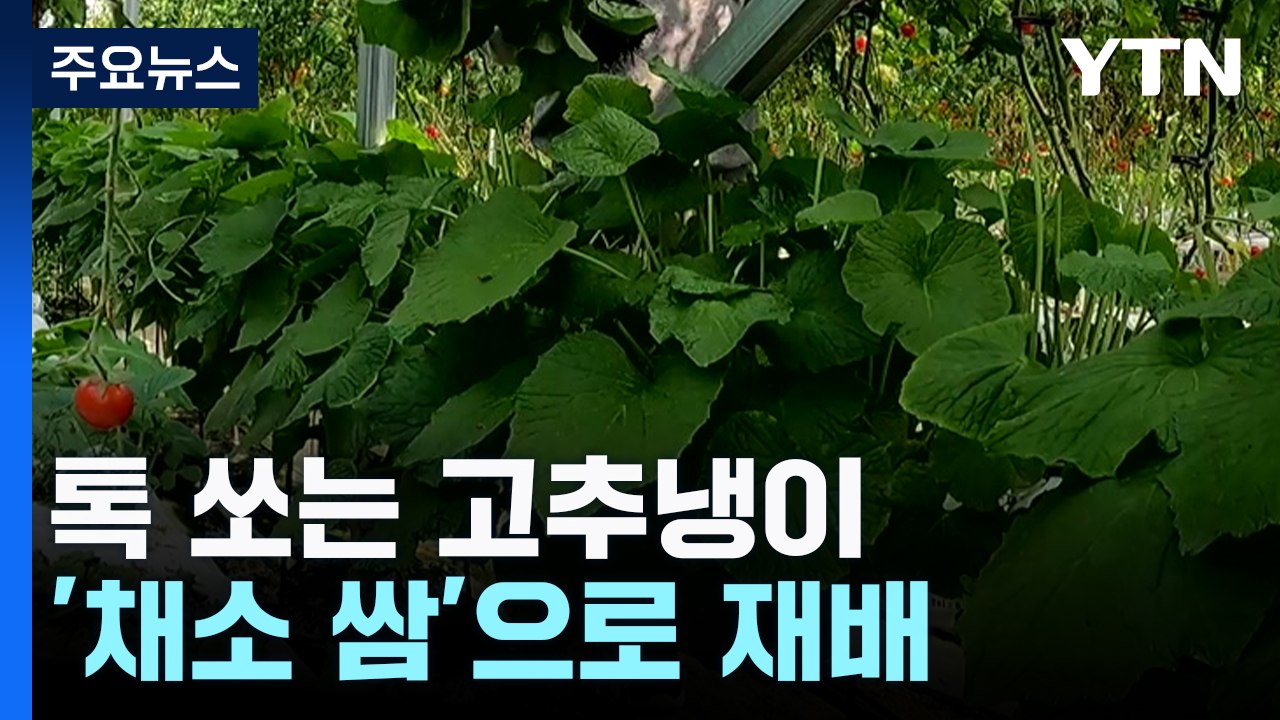 [新농비] 톡 쏘는 고추냉이...이제 '채소 쌈'으로 즐긴다 / YTN