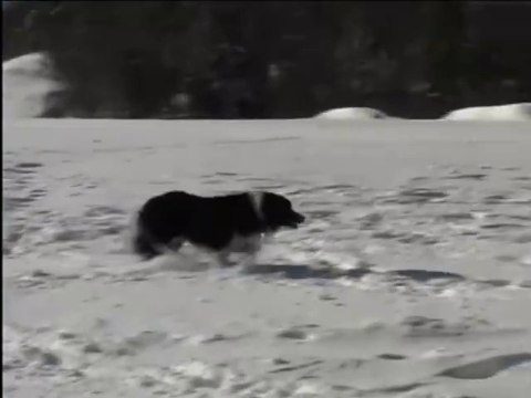 Sesame Street - Jed the Dog goes Cows in Farm Snow Winter Run Shed Scene (2001) (HQ version)