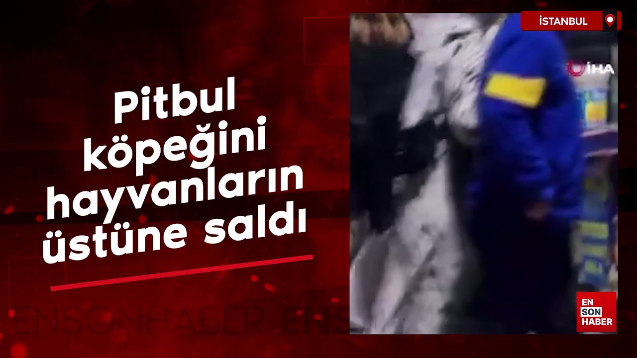İstanbul'da pitbul cinsi köpeğini diğer hayvanların üstüne saldı