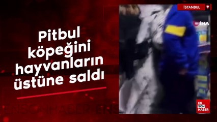 İstanbul'da pitbul cinsi köpeğini diğer hayvanların üstüne saldı