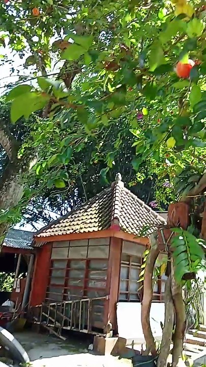 Misteri tanaman dewa daru