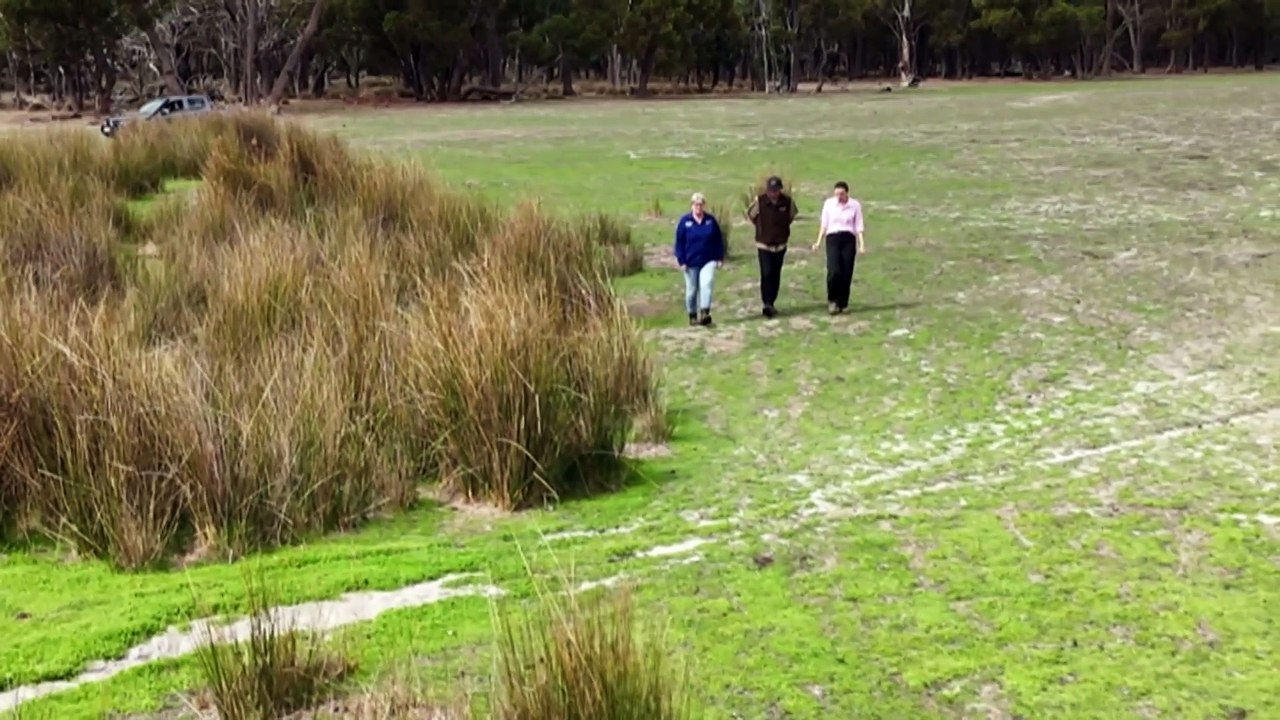 How the handling of sheep could shape this federal election