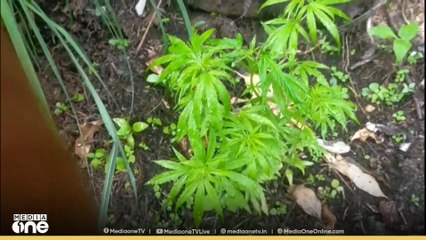 പുഴയോരത്ത് നട്ടുപിടിപ്പിച്ച നിലയിൽ 96 കഞ്ചാവ് ചെടികൾ കണ്ടെത്തി