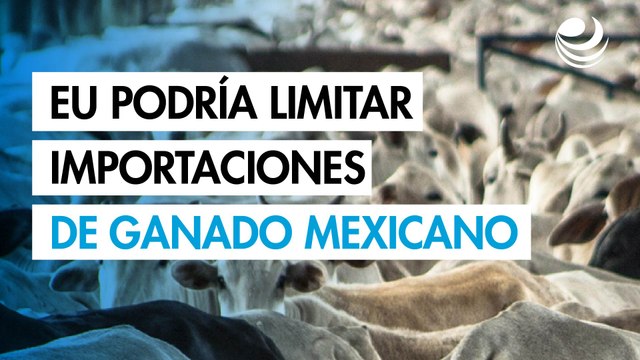 EU podría restringir importaciones de ganado mexicano por temor a gusano barrenador: Funcionaria