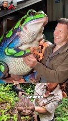 Katak Goliat Ini Beratnya Mengalahkan Seekor Ayam!