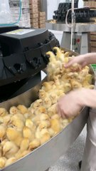 The chicks 🐥 hatched. First vaccination #TheChickeniscoming