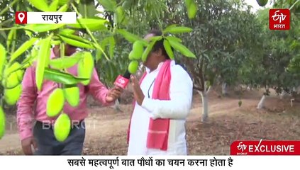 Agriculture Explainer: धान का कटोरा छत्तीसगढ़ बन सकता है फलों के राजा आम का गढ़, जानिए कैसे यह होगा संभव ?