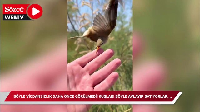 Böyle vicdansızlık daha önce görülmedi! Kuşları böyle avlayıp satıyorlar....