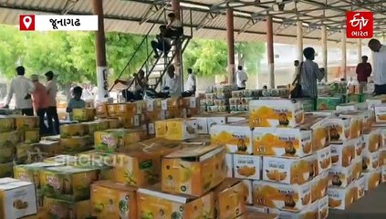 ગીર કેસર કેરીની હરાજી શરૂ: પ્રથમ બોક્સના મળ્યા રૂ. 14 હજાર, ગુણવત્તા યુક્ત કેરી છતાં ઉત્પાદન ઓછું