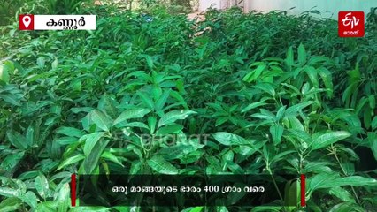 ജീവിതത്തിൽ ഒരിക്കലെങ്കിലും രുചിക്കേണ്ട മാങ്ങകൾ; കേരളത്തിൻ്റെ തനത് മാമ്പഴങ്ങൾ തേടിയൊരു യാത്ര