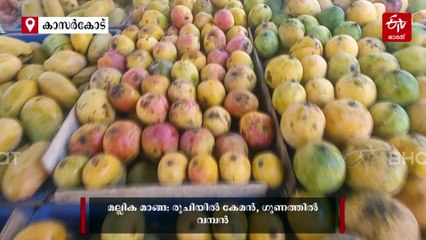 ജീവിതത്തിൽ ഒരിക്കലെങ്കിലും രുചിക്കേണ്ട മാങ്ങകൾ; കേരളത്തിൻ്റെ തനത് മാമ്പഴങ്ങൾ തേടിയൊരു യാത്ര