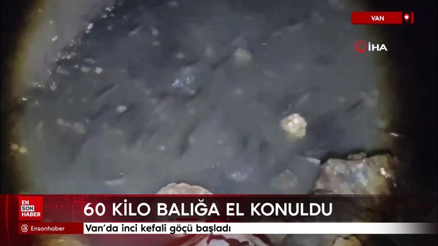 Van'da inci kefali göçü başladı: 60 kilo balığa el konuldu