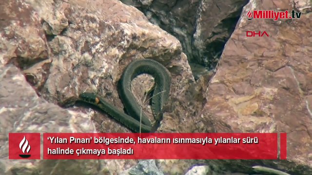 Metrelerce uzunlukta binlerce yılan sürü halinde ortaya çıktı