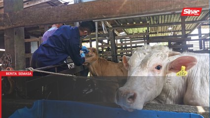 220 lembu, kerbau divaksin, bendung hawar berdarah