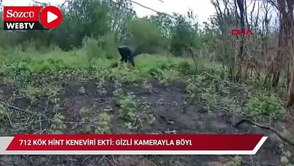 Adana'da 712 kök Hint keneviri ekti: Gizli kamerayla böyle yakalandı