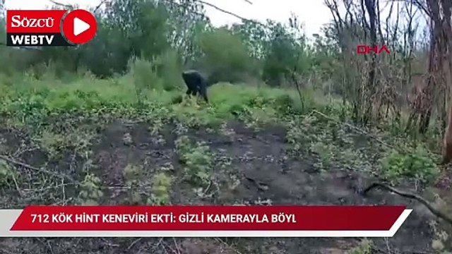 Adana'da 712 kök Hint keneviri ekti: Gizli kamerayla böyle yakalandı