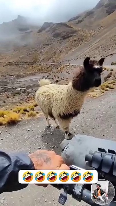 Funny video wait for ending