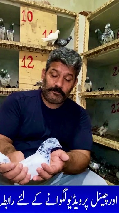 Subscribe Our YouTube Channel For Complete Videos https://www.youtube.com/@PakistanPigeonAssociation
