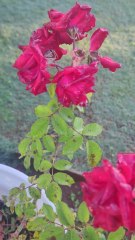 Soothing Original Birds Sound and Beautiful View From My Garden