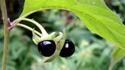 'Güzelavrat' mevsimi başladı: Yiyen hastanelik oluyor