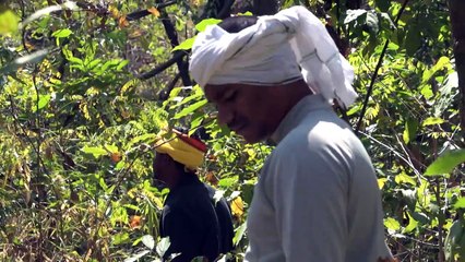 نظام تنبيه في الهند لتجنّب هجمات الفيلة