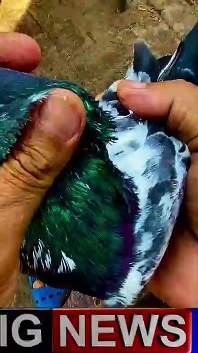 Subscribe Our YouTube Channel For Complete Videos https://www.youtube.com/@PakistanPigeonAssociation