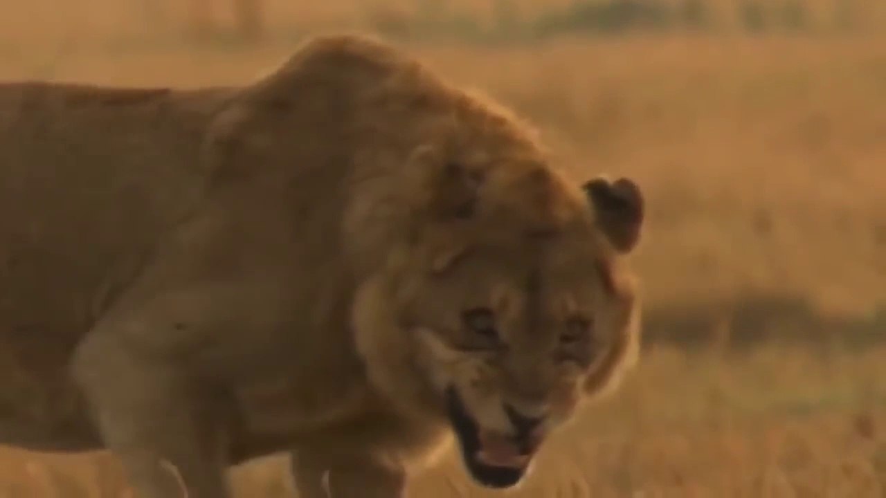 ALL TERRAIN Life Of Lions - Jeremy Irons's Voice