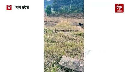 भालू को देख बाघ की निकली हेकड़ी, डरकर उल्टे पैर लगा भागने