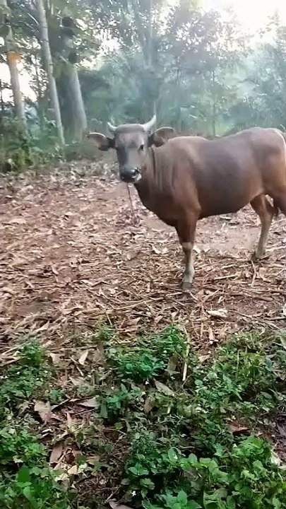 Kurban Ekor Sapi Musholla An Nashir Desa Bumi Sari Natar Lampung Selatan
