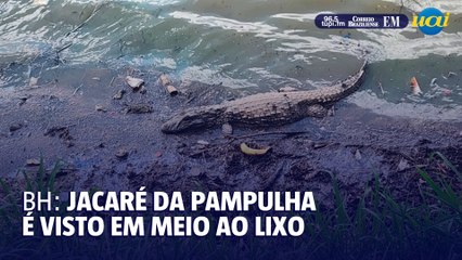 BH: Jacaré é visto na orla da Pampulha