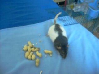 les filles en sortie sur le lit