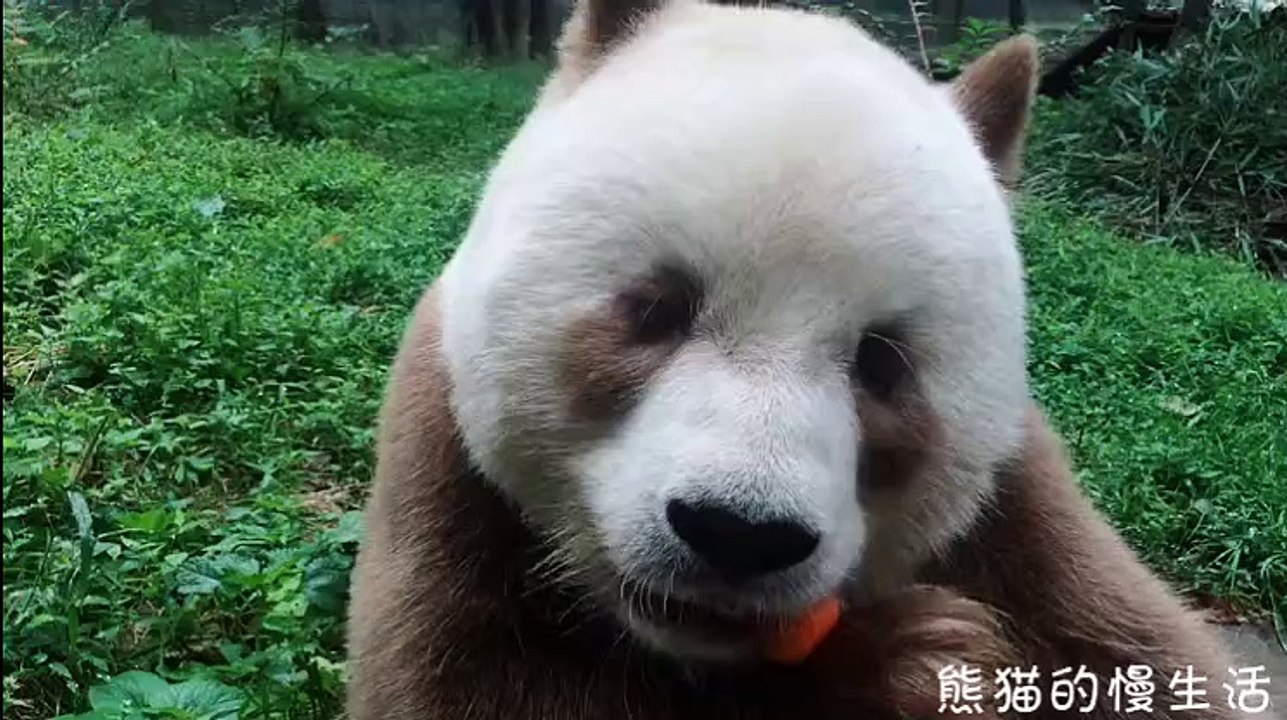 The daily life of pandas 🐼(46)   #Panda #Lovely