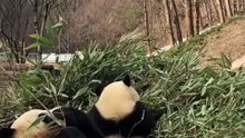 The daily life of pandas 🐼(49)    #Panda #Lovely