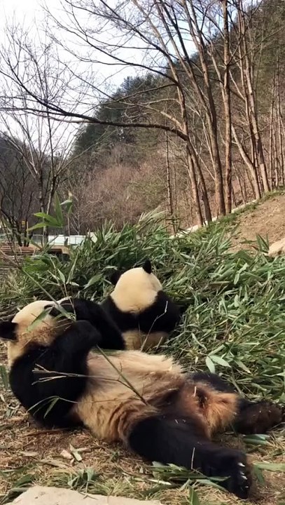 The daily life of pandas 🐼(49)    #Panda #Lovely