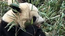 The daily life of pandas 🐼(48)   #Panda #Lovely