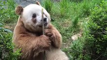 The daily life of pandas 🐼(47)   #Panda #Lovely