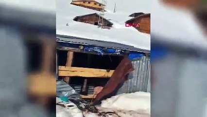 Kış uykusundan uyanan ayılar ortalığı birbirine kattı