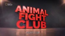 ANIMAL FIGHT CLUB - Nat Geo Wild
