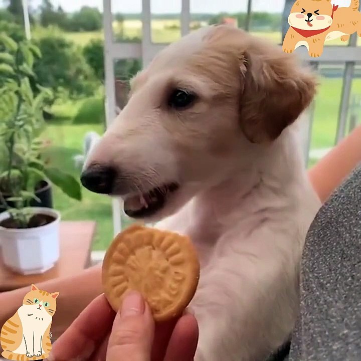 A collection of daily funny moments of dogs. It's simply hilarious!