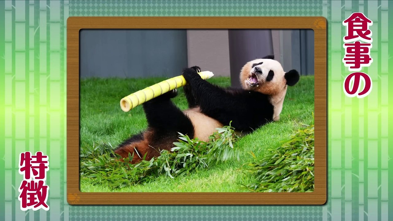 Câu chuyện về Lương banh