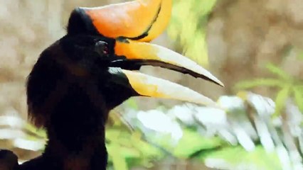 05 Fascinating Yellow Billed Hornbill Great hornbill