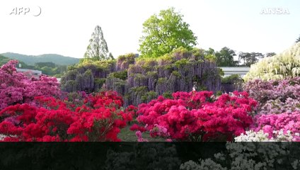 In migliaia in Giappone per lo spettacolo dei glicini in fiore