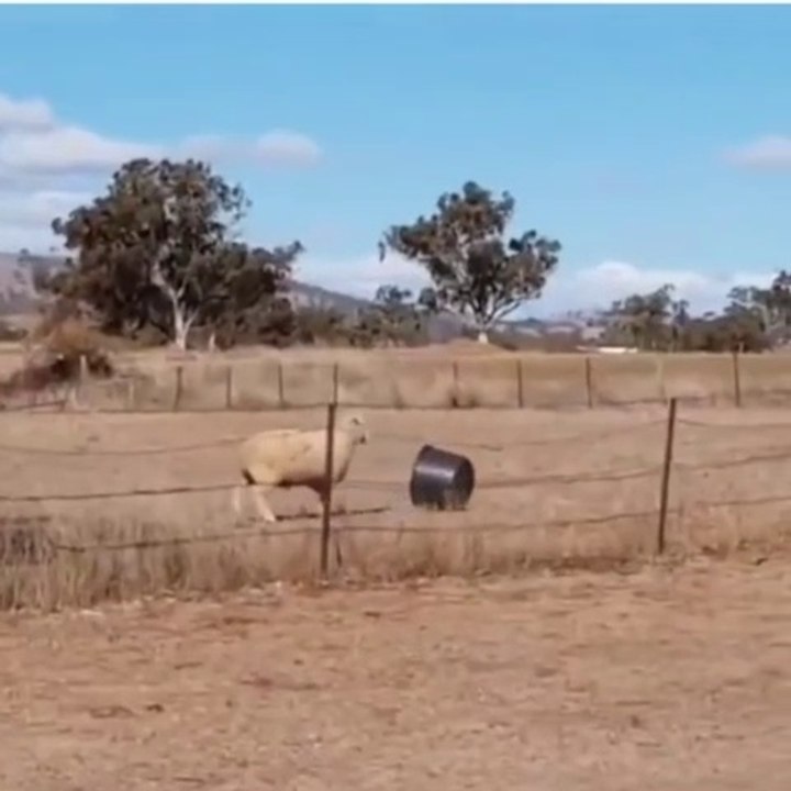 Allow me to introduce to you The rival! (Wait for It)